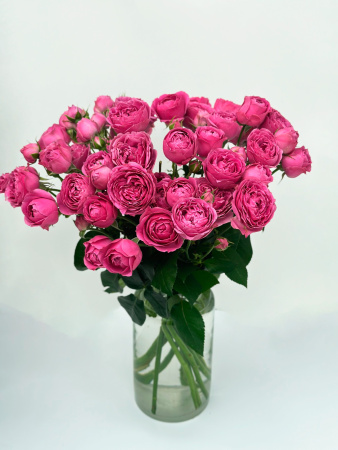 Роза кустовая пионовидная (малиновая)